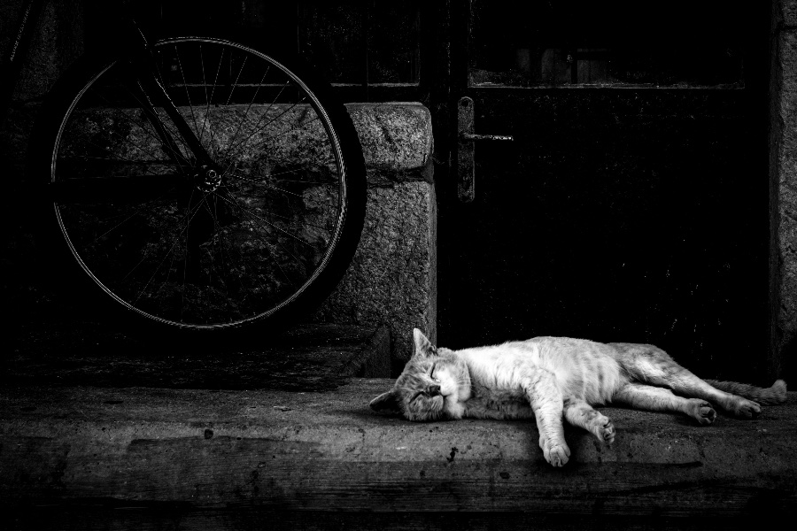 Siesta